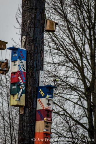 _MG_4623-2