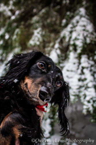 _MG_5242-2