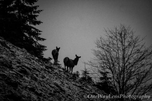 _MG_5745-2