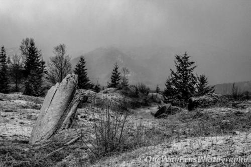 _MG_5781-2