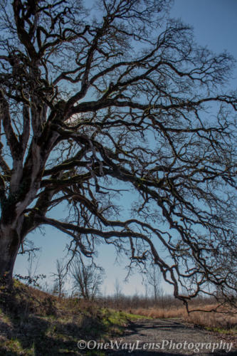The Wise Oaks